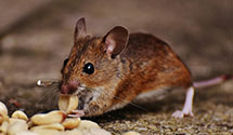 24 Hour & Emergency Exterminators in Richland, WA